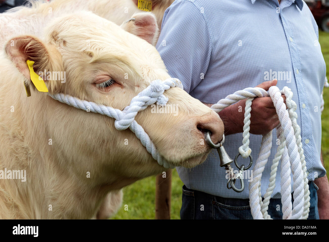 Close Up White Bull Nose Ring Stockfotos und -bilder Kaufen - Alamy