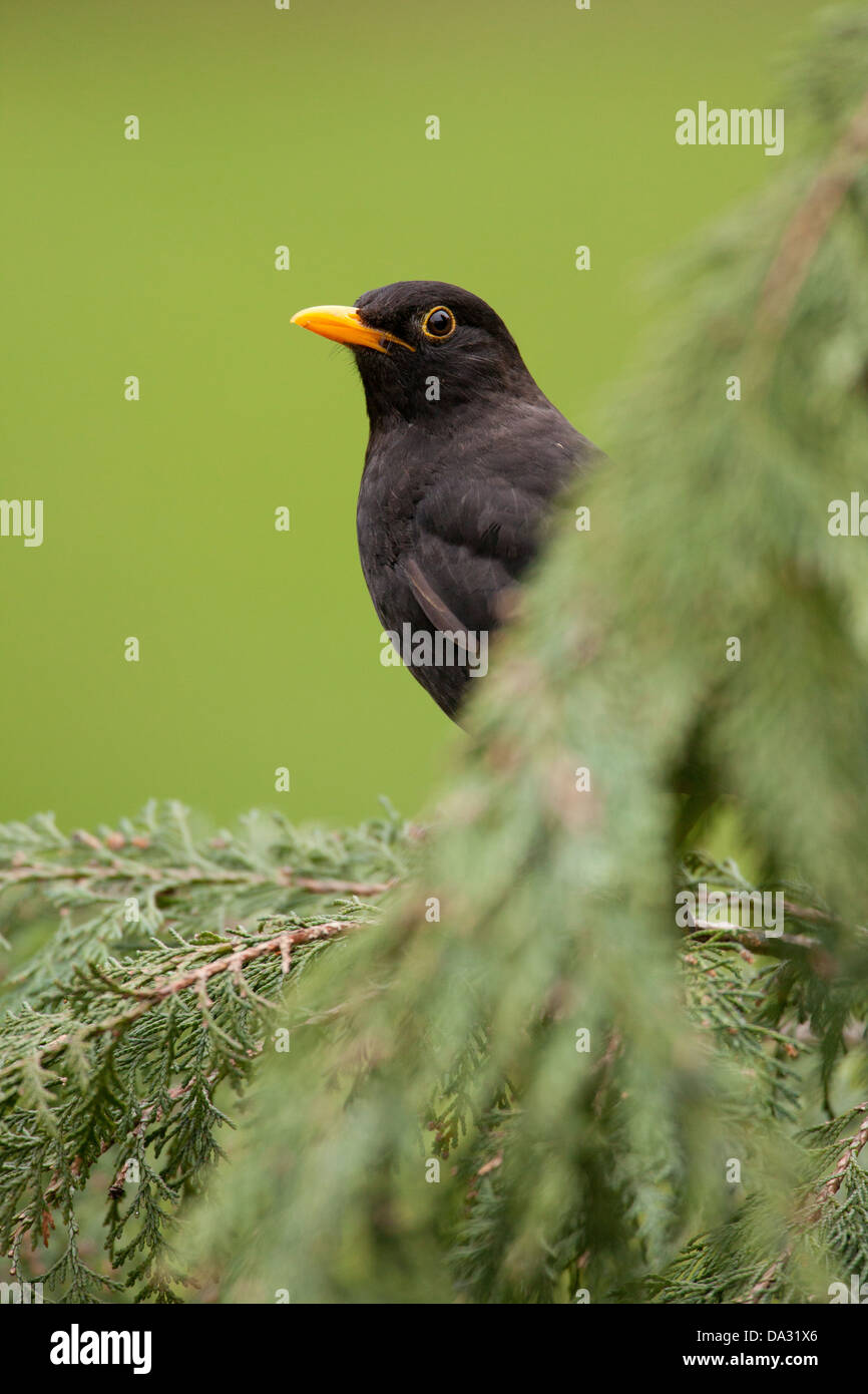 Ein schwarzer Vogel lugt hinter einem Nadelbaum-Baum in einem Hampshire Garten England Stockfoto