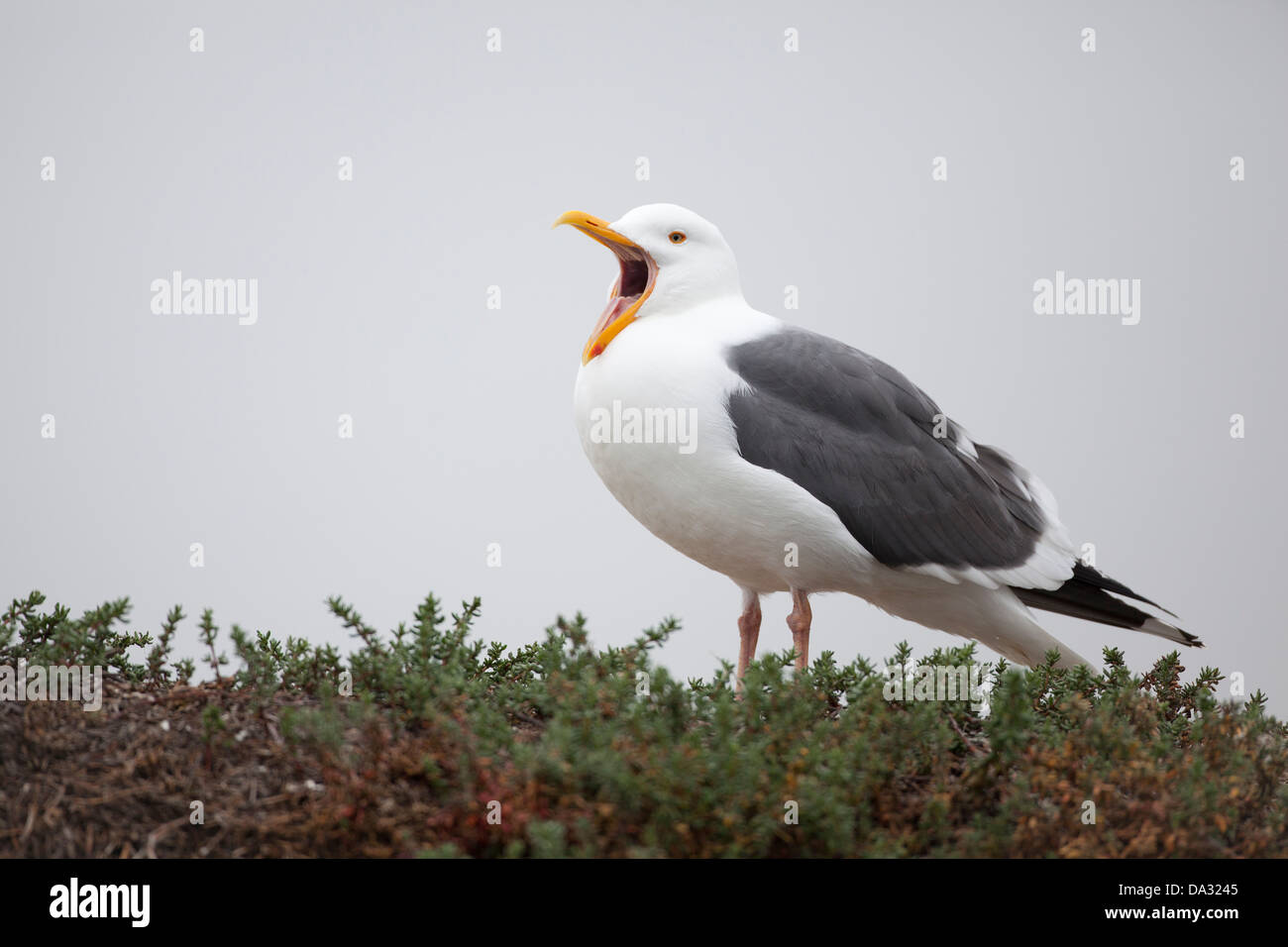 Eine kalifornische Möwe Gähnen in Elkhorn Slough Kalifornien USA Stockfoto