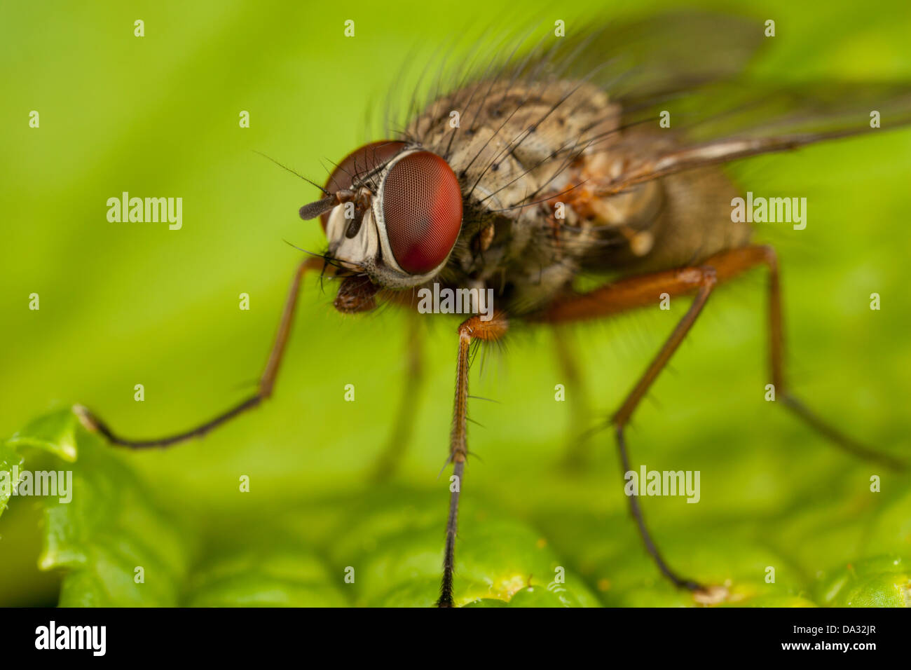 Eine Fliege sitzt auf einem Blatt Stockfoto