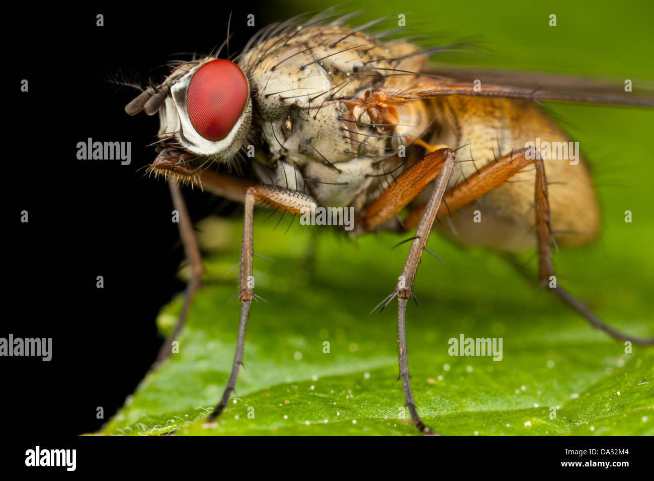 Eine Fliege sitzt auf einem Blatt Stockfoto