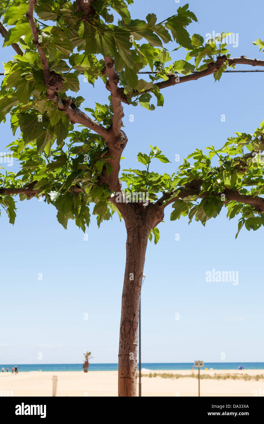 ausgebildete Baum gegen blauen Himmel und Strand Stockfoto