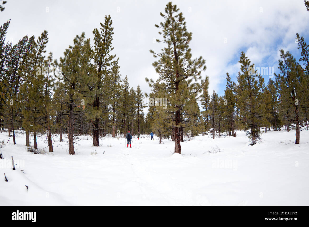 Drei Leute Schneeschuh, obwohl der verschneite Wald rund um den Lake Tahoe in Kalifornien, USA Stockfoto