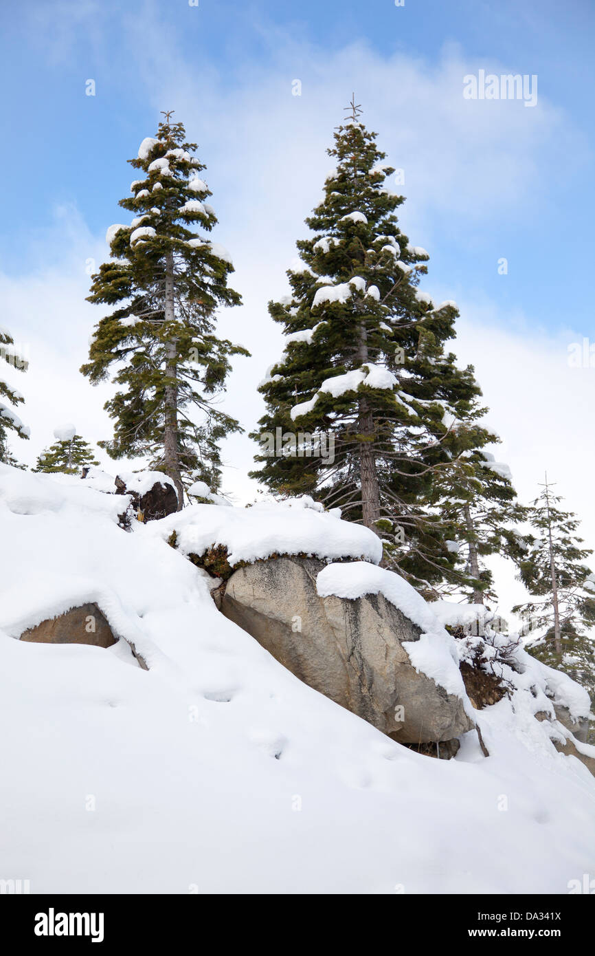 Schneebedeckte Bäume über dem Lake Tahoe, Kalifornien USA Stockfoto