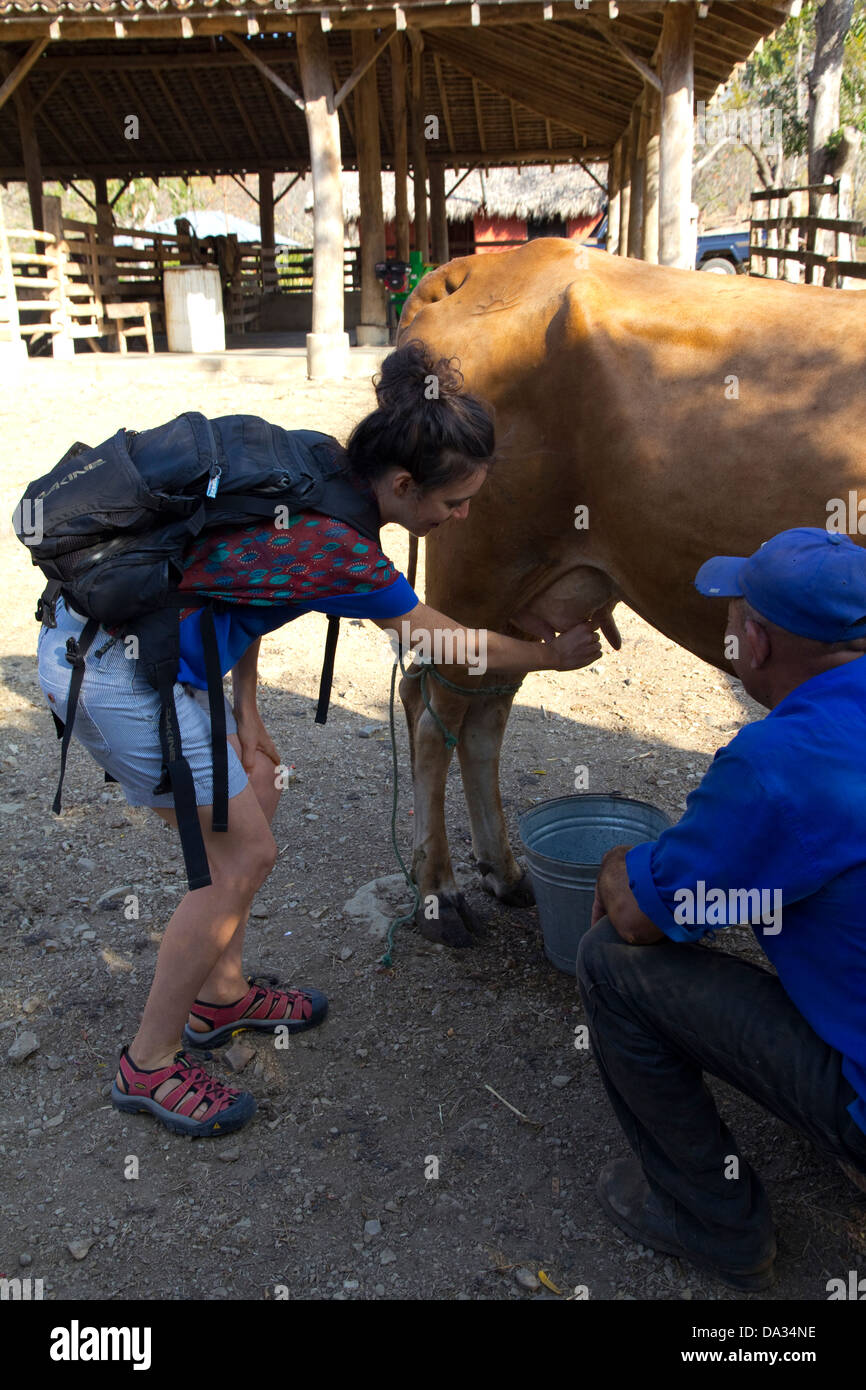 Melken einer Kuh bei El Aguacate Farm, Morgans Rock Hacienda & Ecolodge, Nicaragua Stockfoto