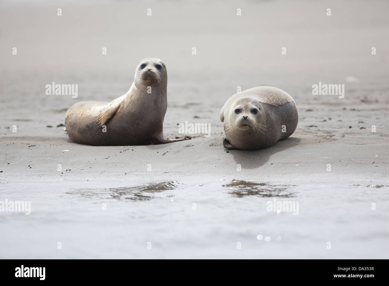 Seehunde ruhen auf den Sand zurück in Elkhorn Slough Kalifornien USA Stockfoto