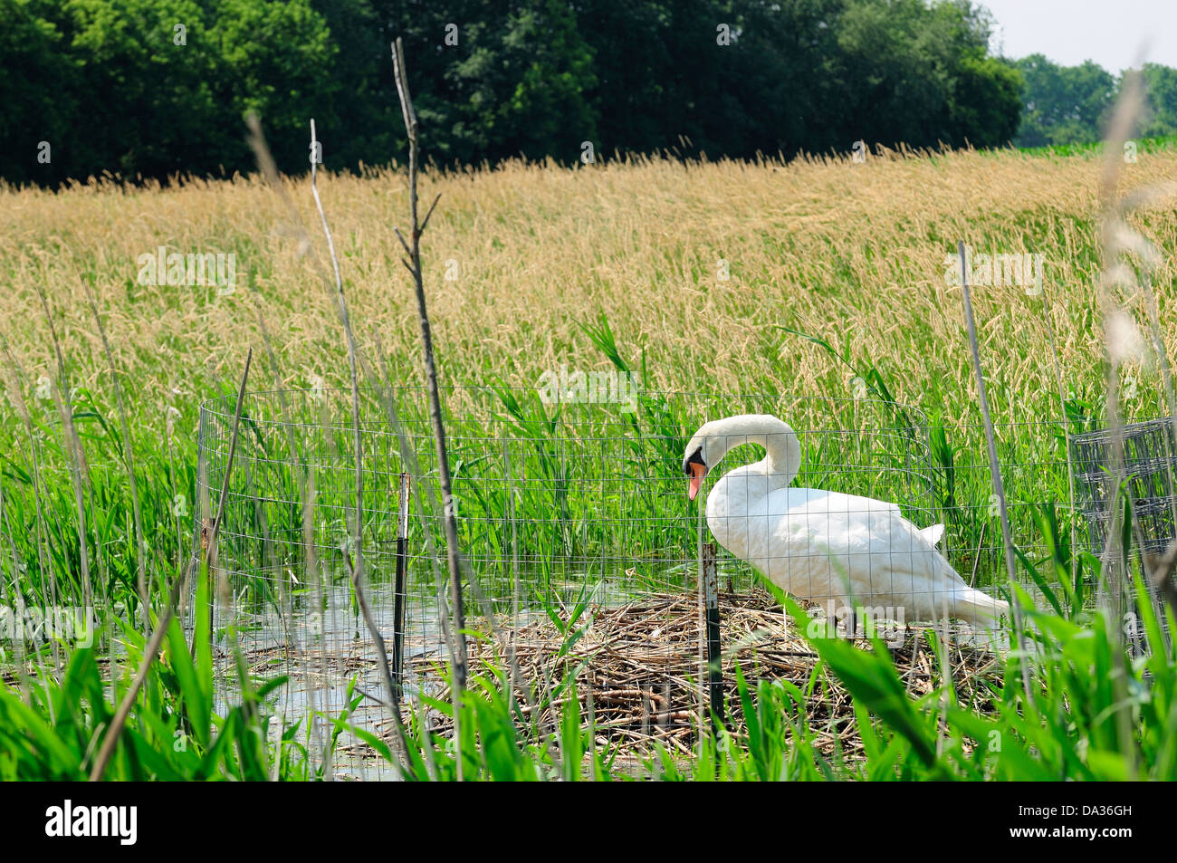 Weibliche Höckerschwan Verschachtelung in der Nähe von Sumpfgebieten. Nest ist um zu verhindern, dass Varmin raubt Eiern eingezäunt. Stockfoto