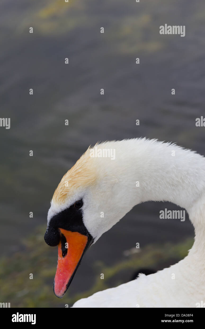 Schwanenhals und Kopf Stockfoto