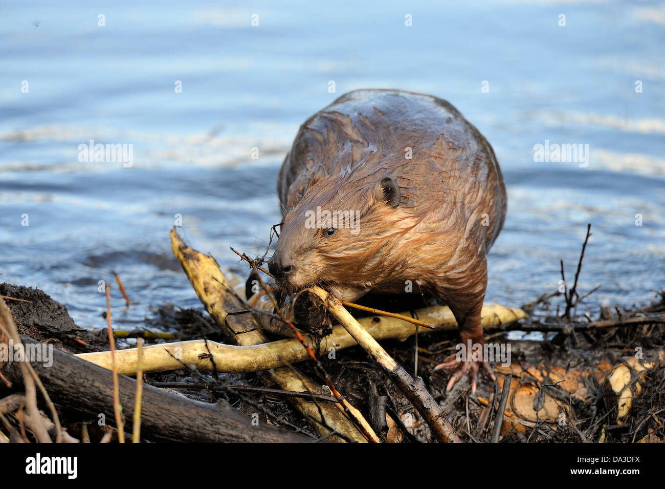 Ein Erwachsener Biber verwendet den Mund zur einen Stock auf dem undichten Damm. Stockfoto