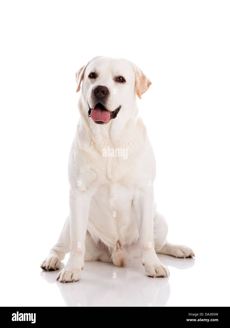 Schöne Labrador Retriever Rasse, isoliert auf weißem Hintergrund Stockfoto