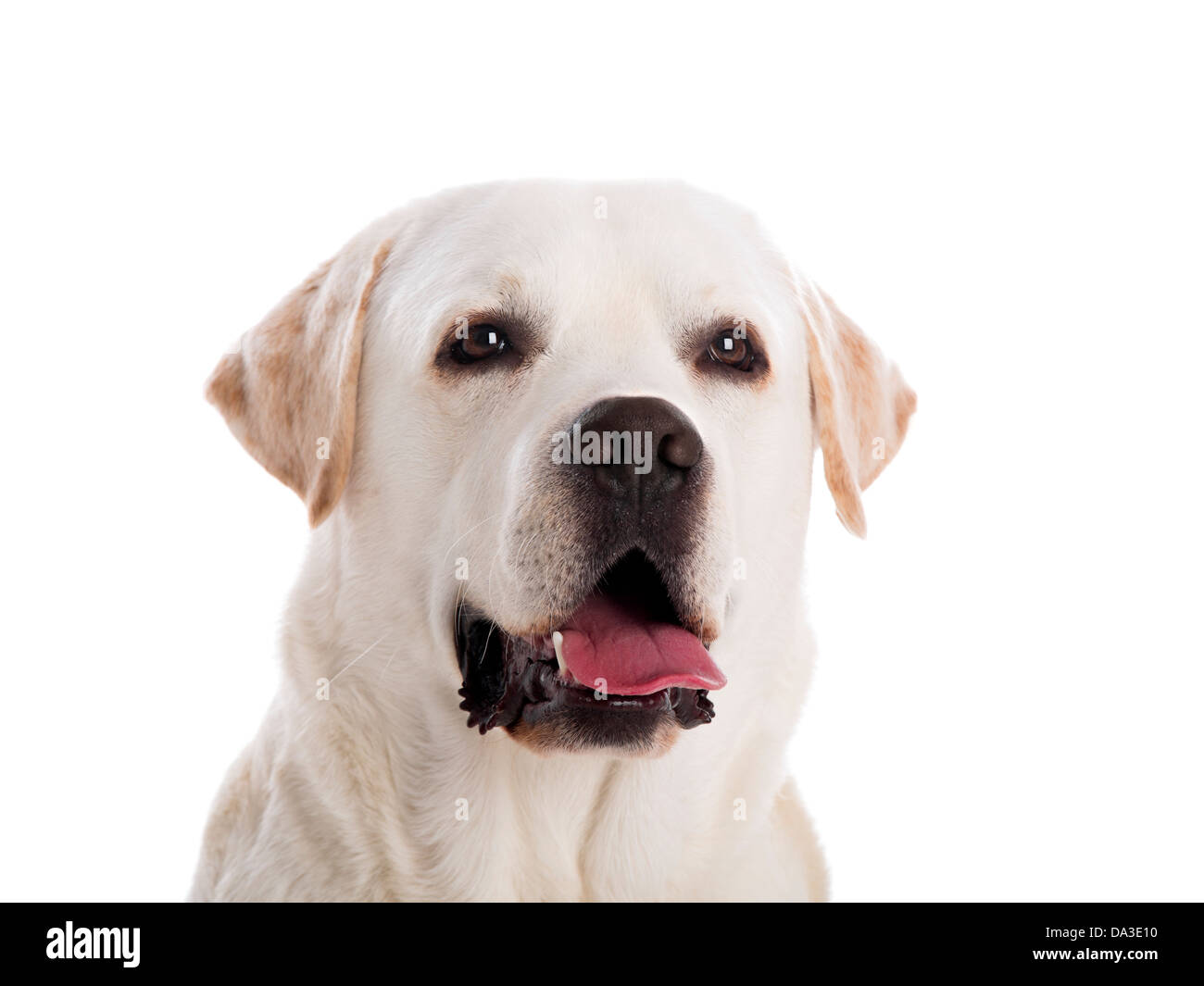 Close-up Portrait einer schönen Labrador Retriever Rasse, isoliert auf weißem Hintergrund Stockfoto