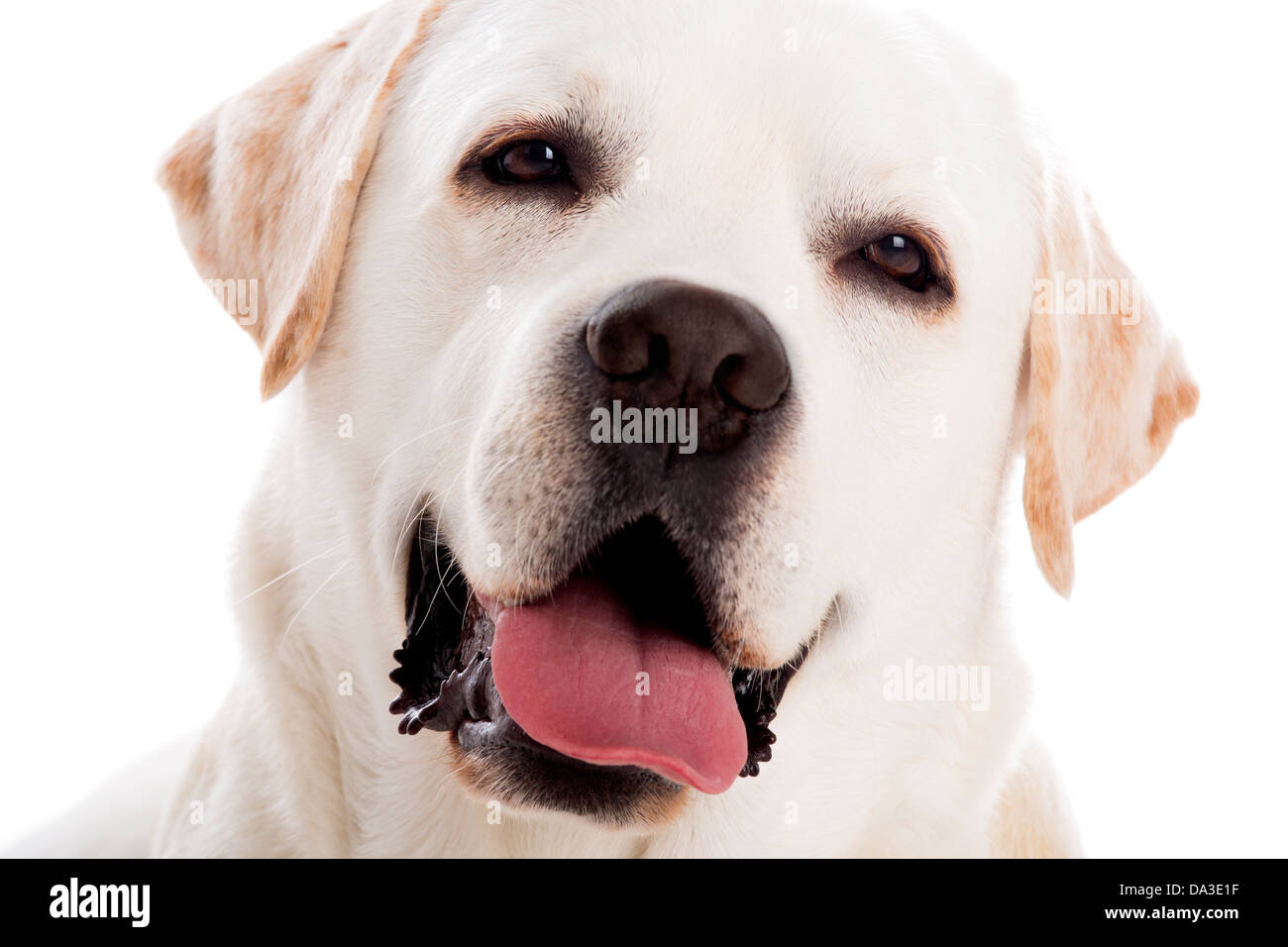 Schließen-Yp Porträt einer schönen Labrador Retriever Rasse, isoliert auf weißem Hintergrund Stockfoto