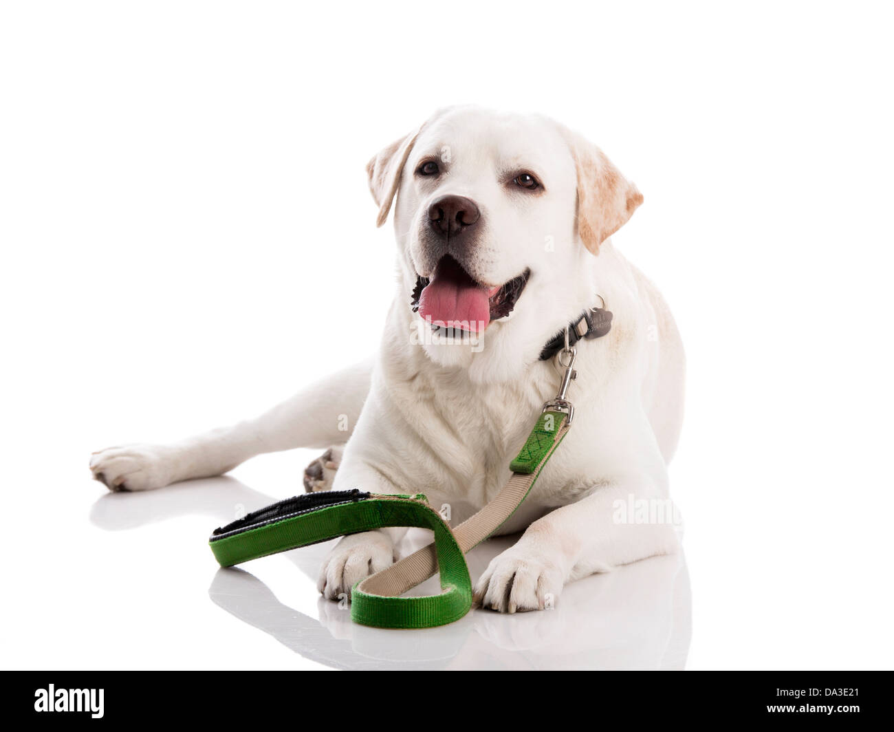 Schöne Labrador Retriever Hund, am Boden liegend, mit einer Leine, isoliert auf weißem Hintergrund Stockfoto