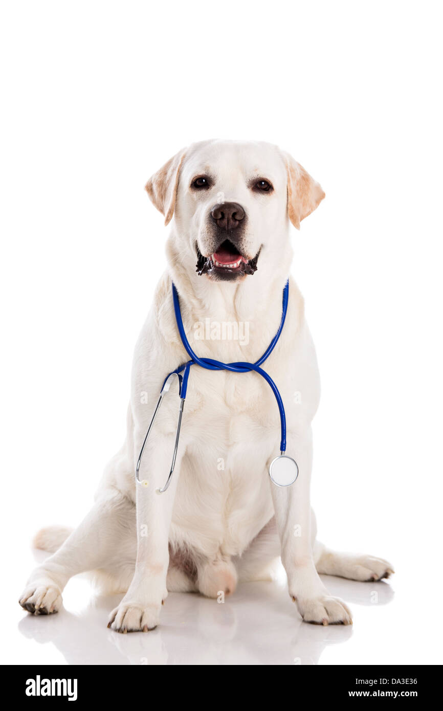 Schöne Labrador Retriever mit einem Stethoskop an seinem Hals, isoliert auf weiss Stockfoto