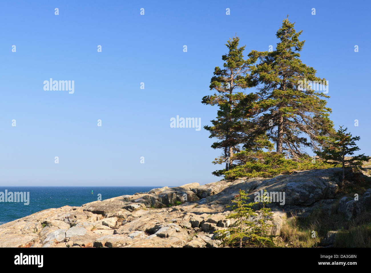 Lone Pine Bäume allein die Atlantik-Küste, Acadia National Park, Maine. Stockfoto