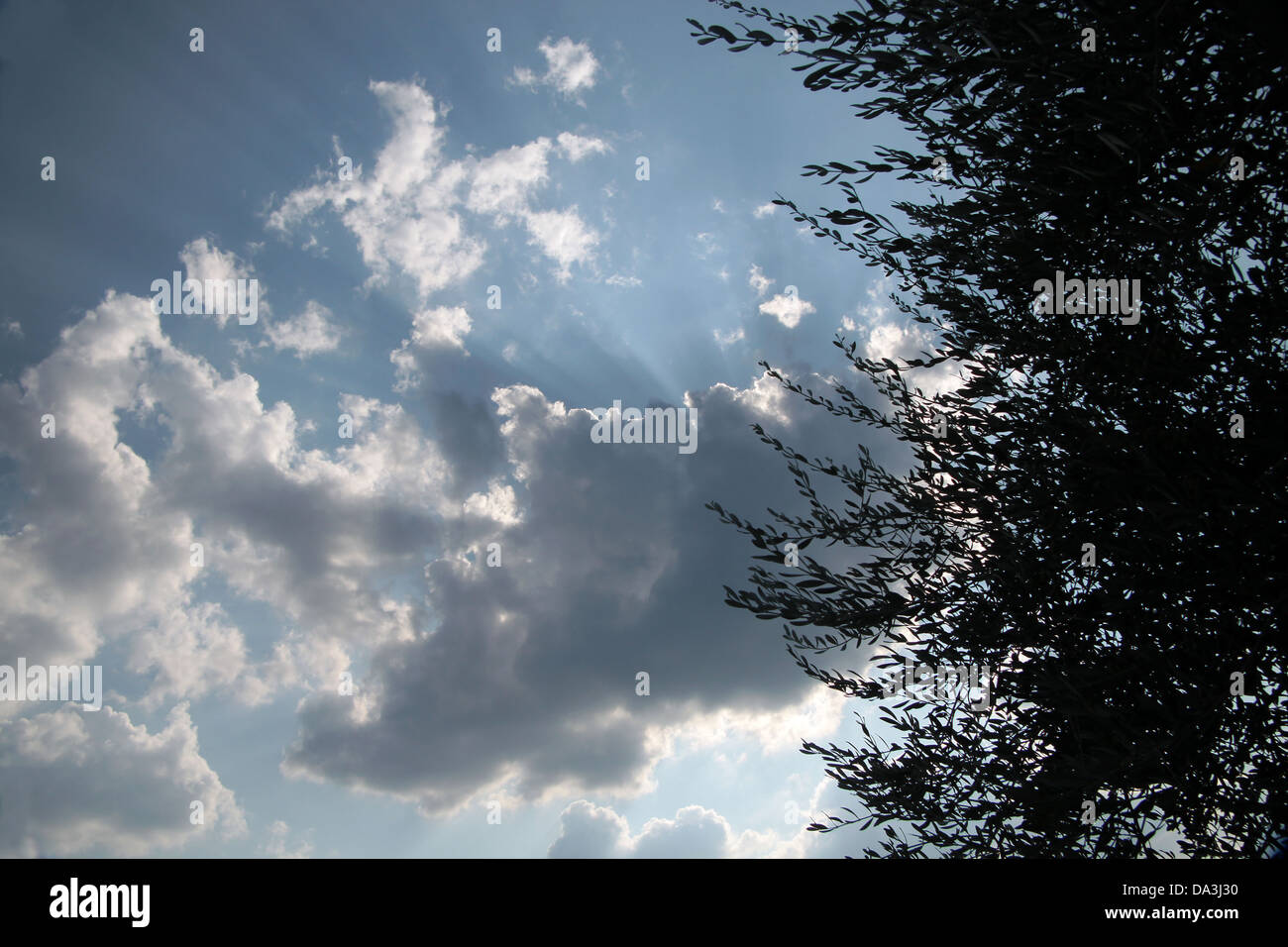 Sommerwolken über den Olivenhain in der Toskana Stockfoto