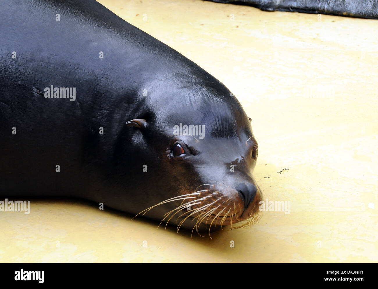 Süße Seal-Löwe Stockfoto