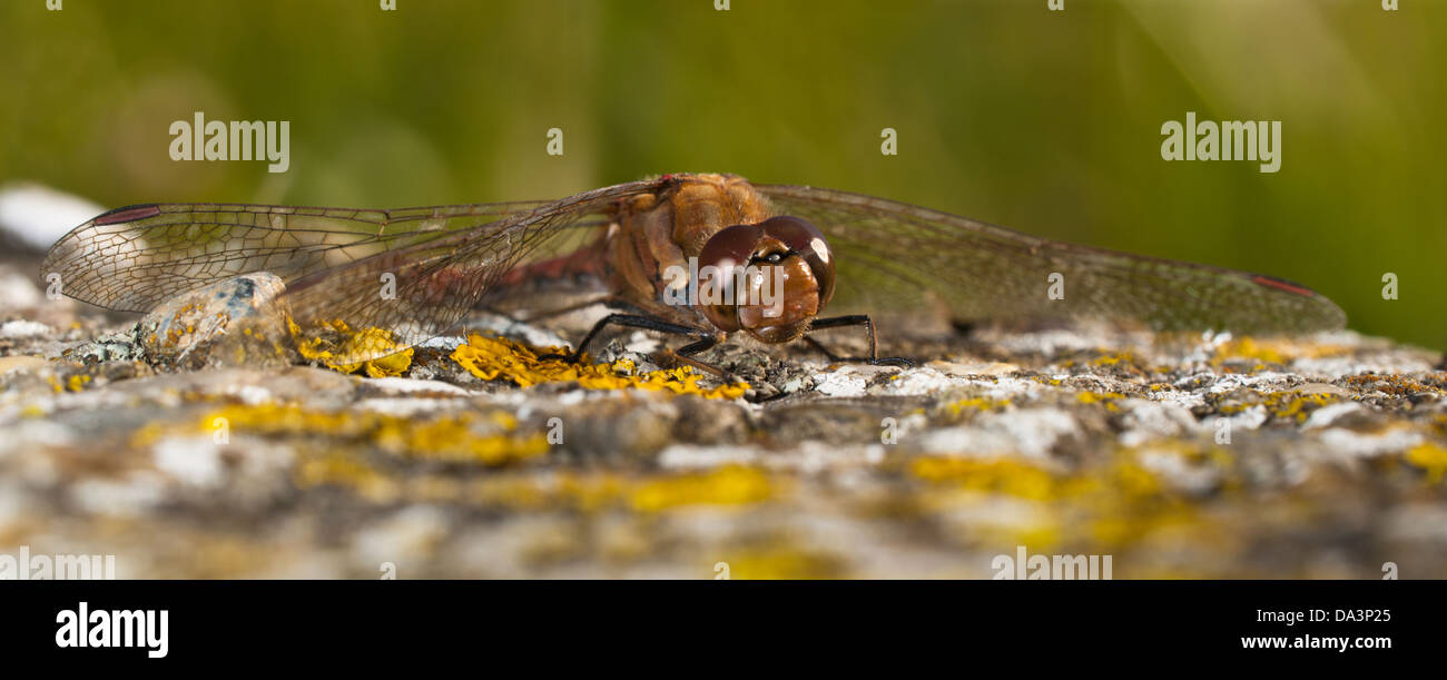 Eine gemeinsame Darter Libelle (Sympetrum Striolatum) Sonnenbaden auf eine Flechte verkrusteten Rock bei Capel-Flotte auf der Isle of Sheppey Stockfoto