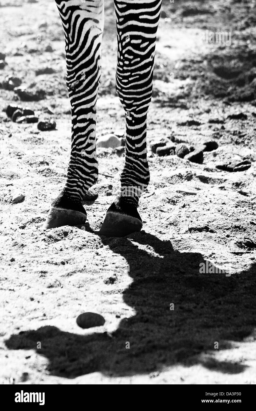 Closeup auf Beine und Hufe der Gefangenschaft Zebra im Zoo mit starken Schatten auf Boden Stockfoto