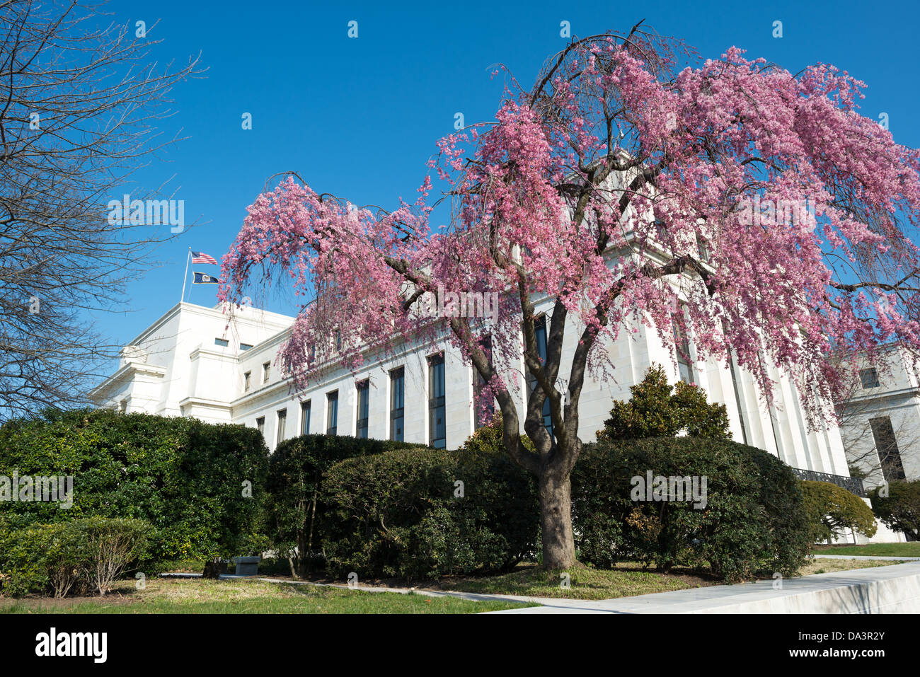 WASHINGTON DC, USA - Eine rosa Blüte Kirschblüte Baum vor der Federal Reserve Building in Washington DC. Stockfoto