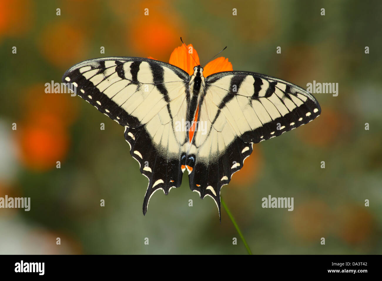 Eine östliche Tiger Schwalbenschwanz Schmetterling auf eine Orange Blume, Papilio Glaucus Linnaeus Stockfoto