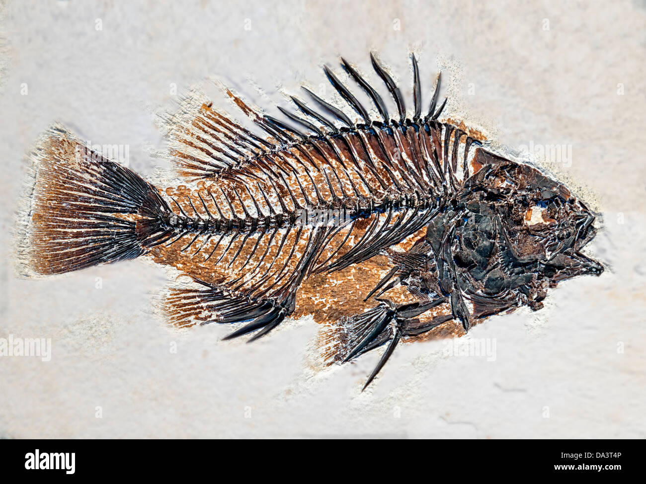 Ein fossiler Abdruck des prähistorischen Kleinfische. Stockfoto