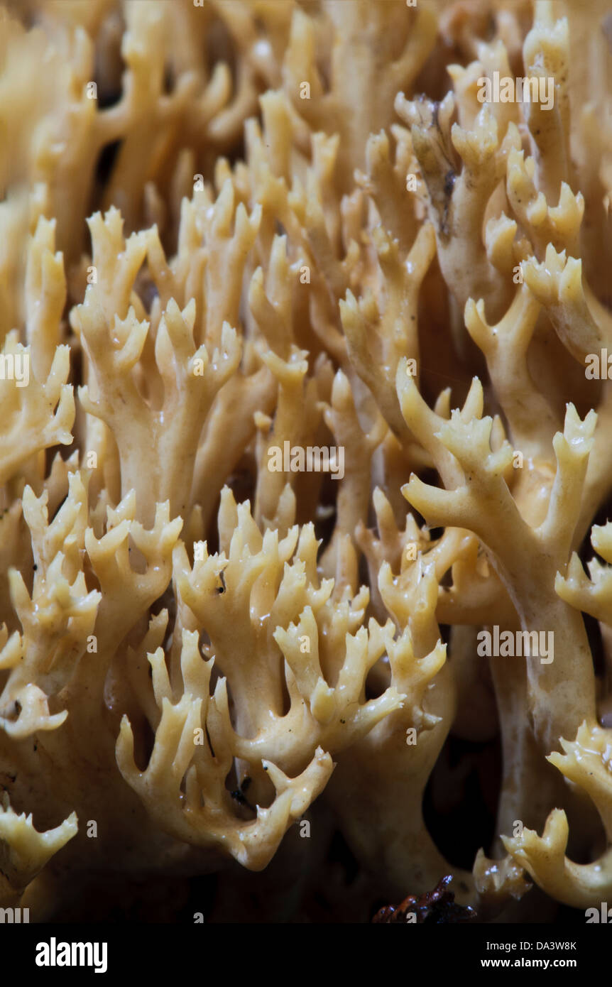 Eine Nahaufnahme Detail aufrecht Coral Pilze (Ramaria Stricta), wachsen in der Sir Harold Hillier Gardens, Romsey, Hampshire. Stockfoto