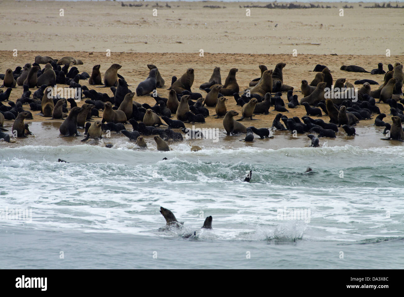 Cape Robbenkolonie (Arctocephalus percivali) am Pelican Point, Walvis Bay, Namibia, Afrika Stockfoto Cape Robbenkolonie (Arctocephalus percivali) am Pelican Point, Walvis Bay, Namibia, Afrika Stockfoto