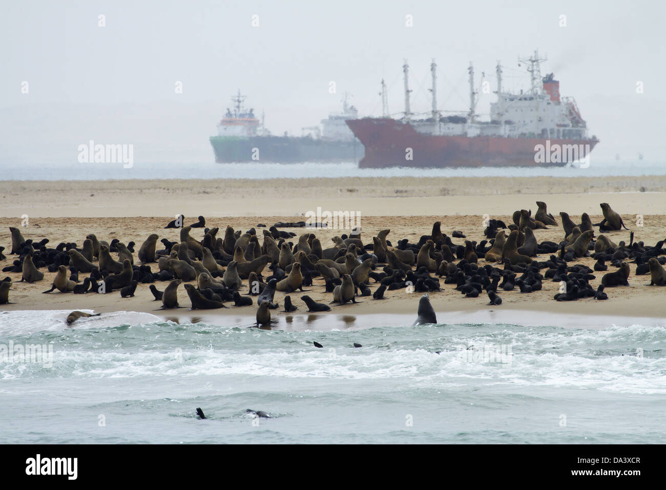 Cape Robbenkolonie (Arctocephalus percivali) bei Pelican Point und Schiffe verankert in Walvis Bay, Namibia, Afrika Stockfoto Cape Robbenkolonie (Arctocephalus percivali) bei Pelican Point und Schiffe verankert in Walvis Bay, Namibia, Afrika Stockfoto