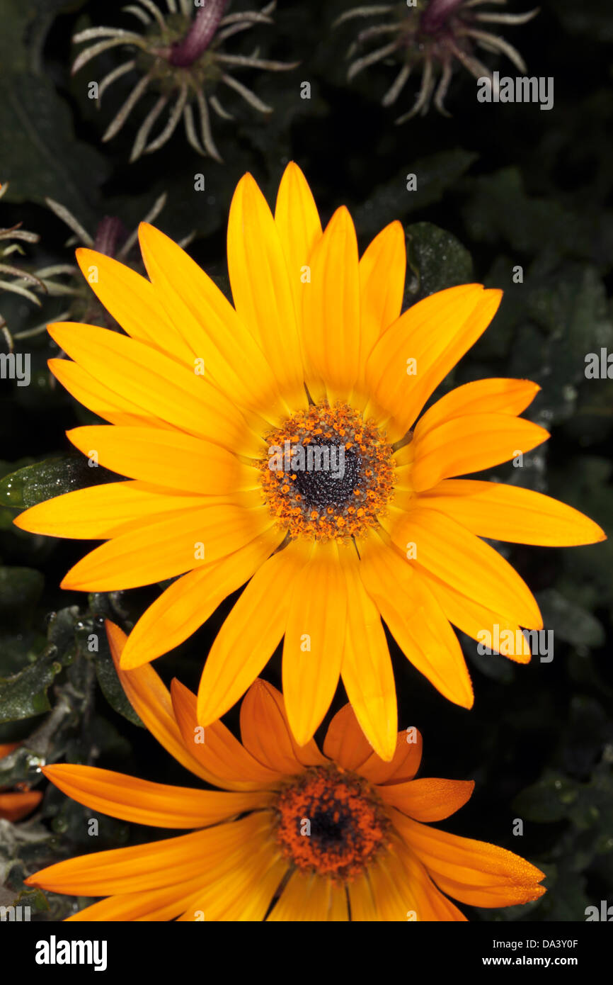 Nahaufnahme der Blüte Mitte des Trailing Arctotis zeigt Details Antheren etc.-Arctotis Stoechadifolia - Familie Asteraceae Stockfoto