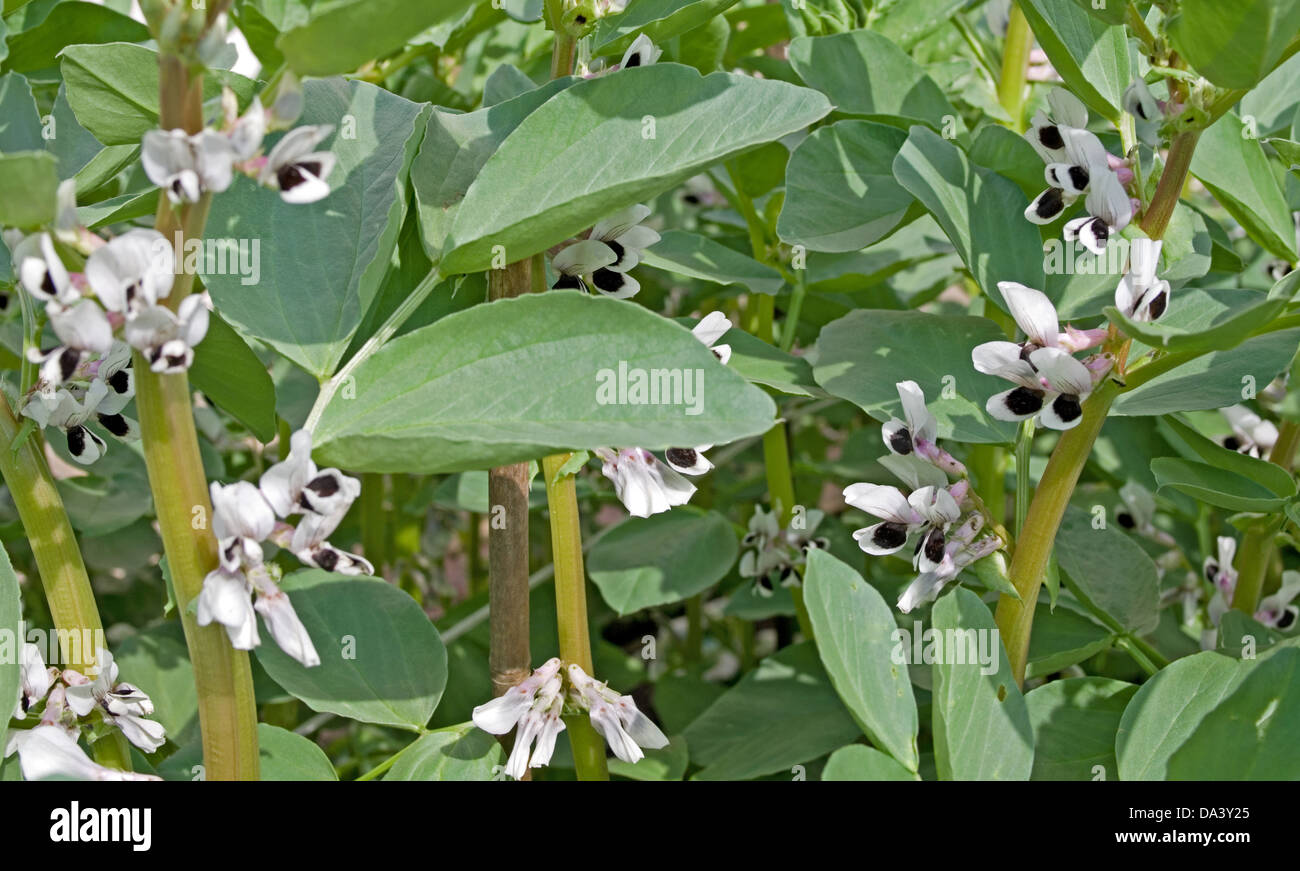 Doppelreihe von Saubohnen Pflanzen in Blüte wächst in heimischen Gemüsegarten, Cumbria, England, UK Stockfoto