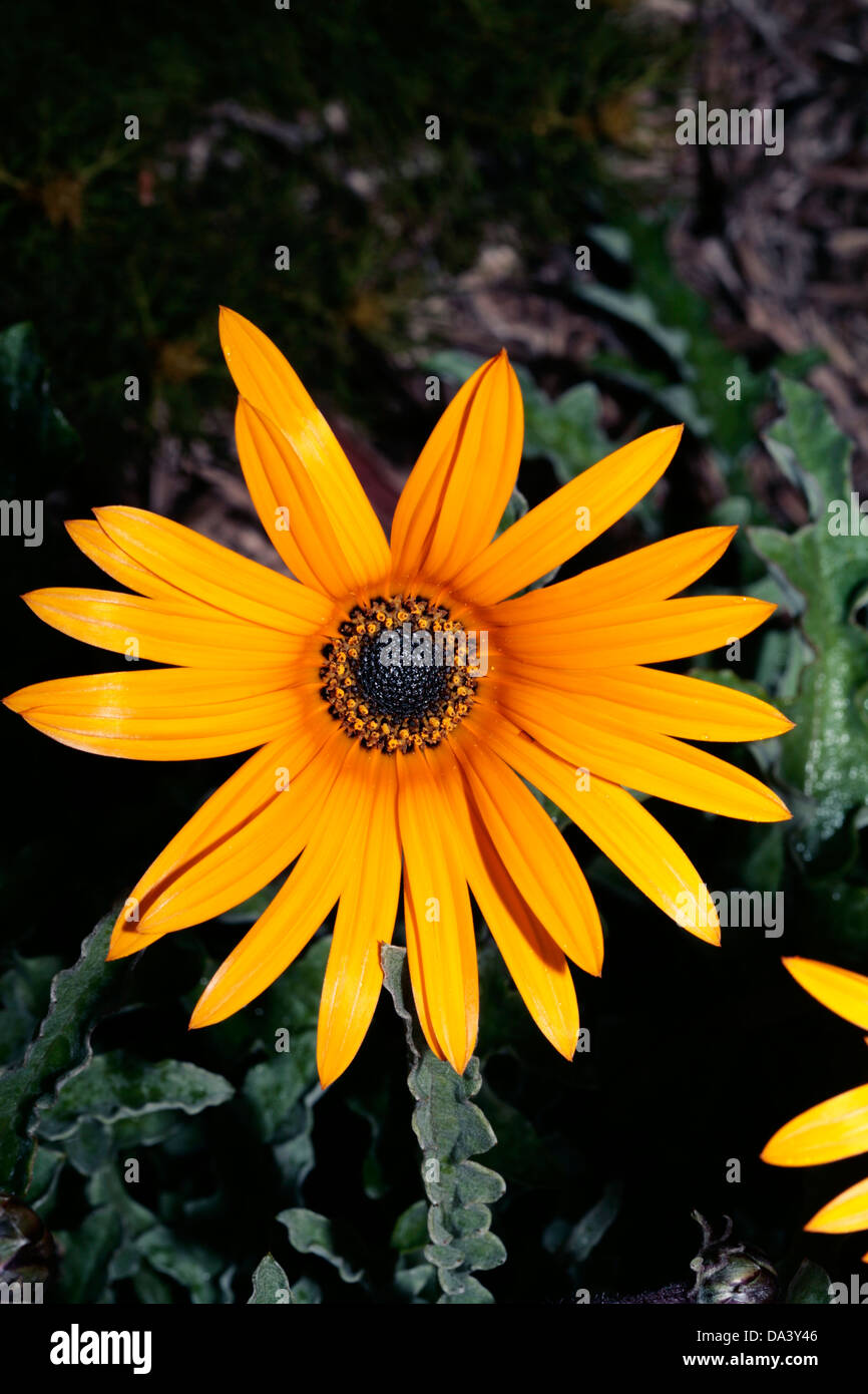 Nachfolgende Arctotis - Arctotis Stoechadifolia - Familie Asteraceae Stockfoto