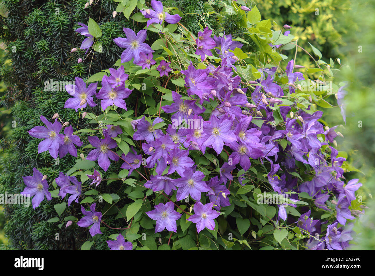 Lila Clematis Blumen Stockfoto