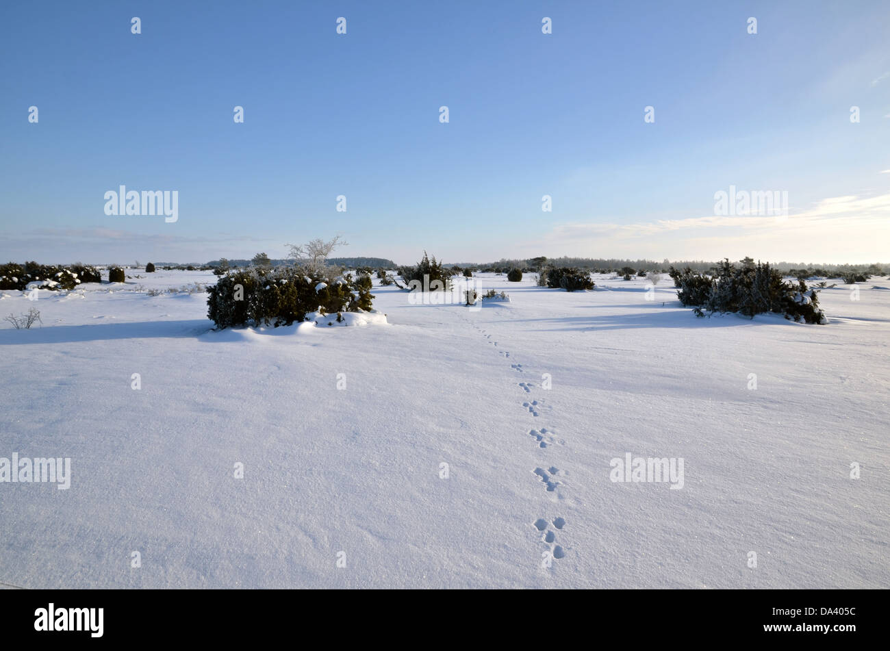 Spuren im unberührten Schnee Stockfoto