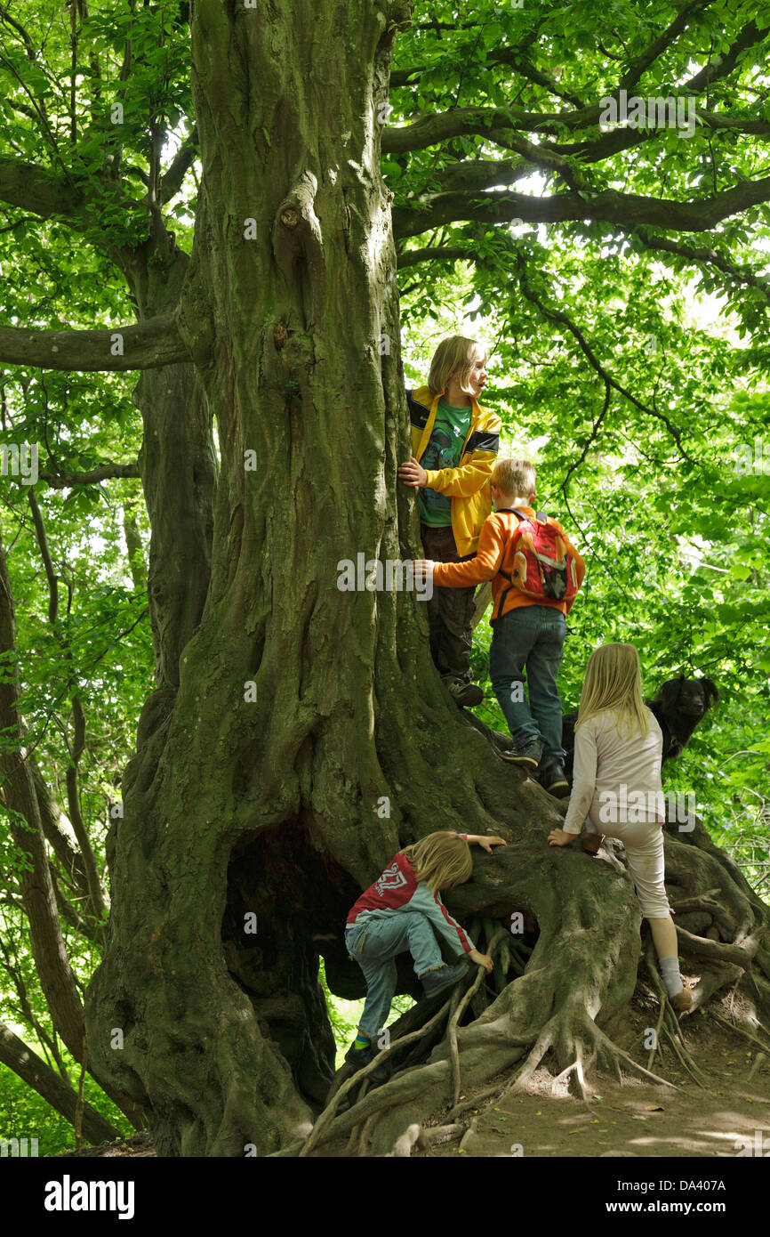 Kinder spielen auf einem alten Baum Stockfoto