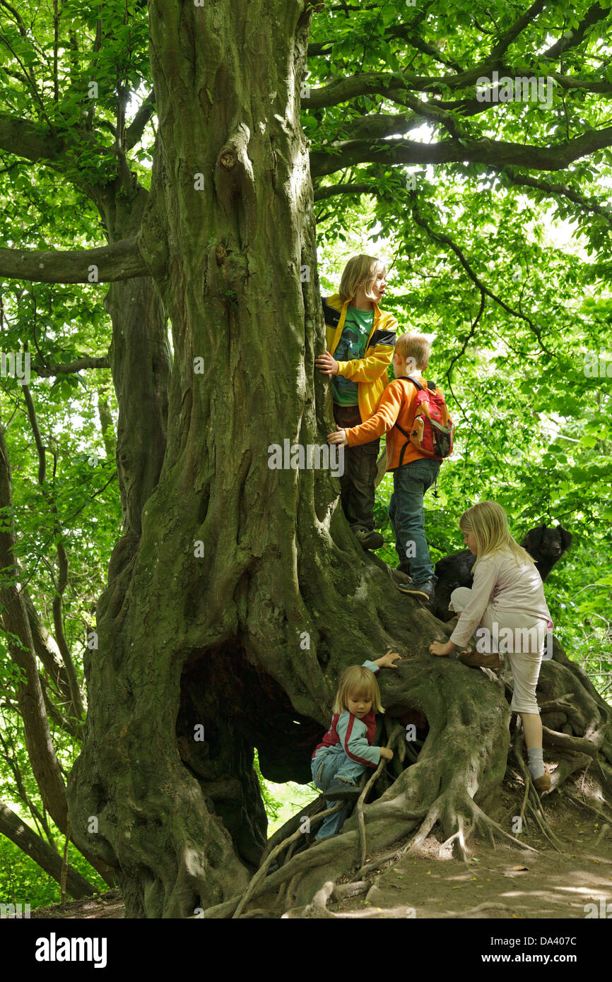 Kinder spielen auf einem alten Baum Stockfoto