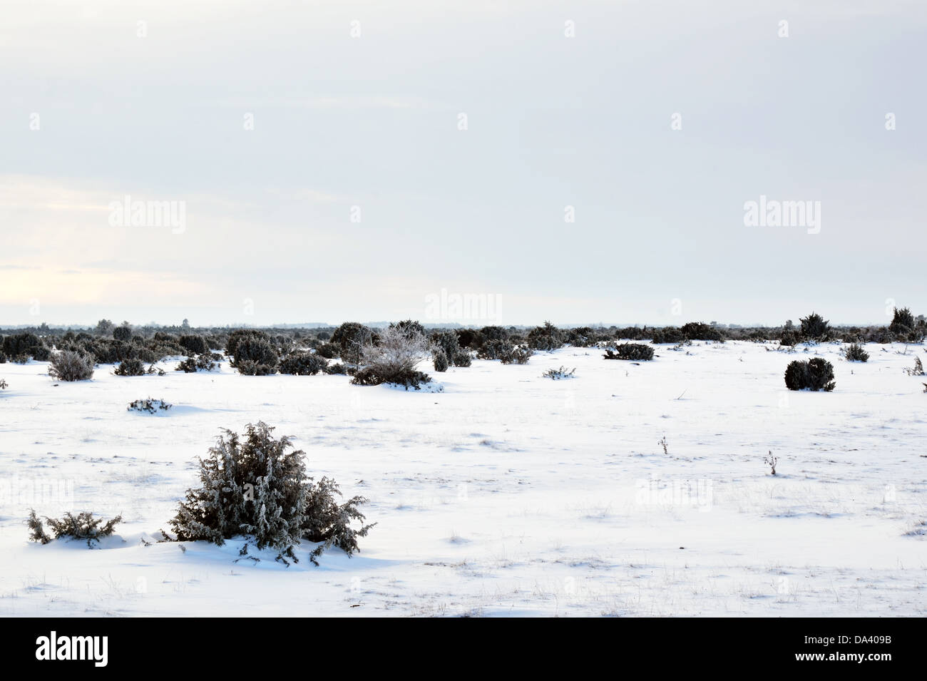 Wacholder in plain Winterlandschaft Stockfoto