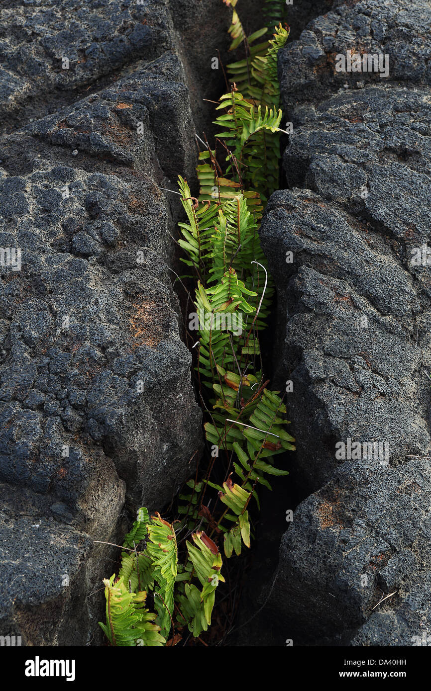 Lava-Gestein von der Eruption des Kilauea, Big Island Hawaii Stockfoto