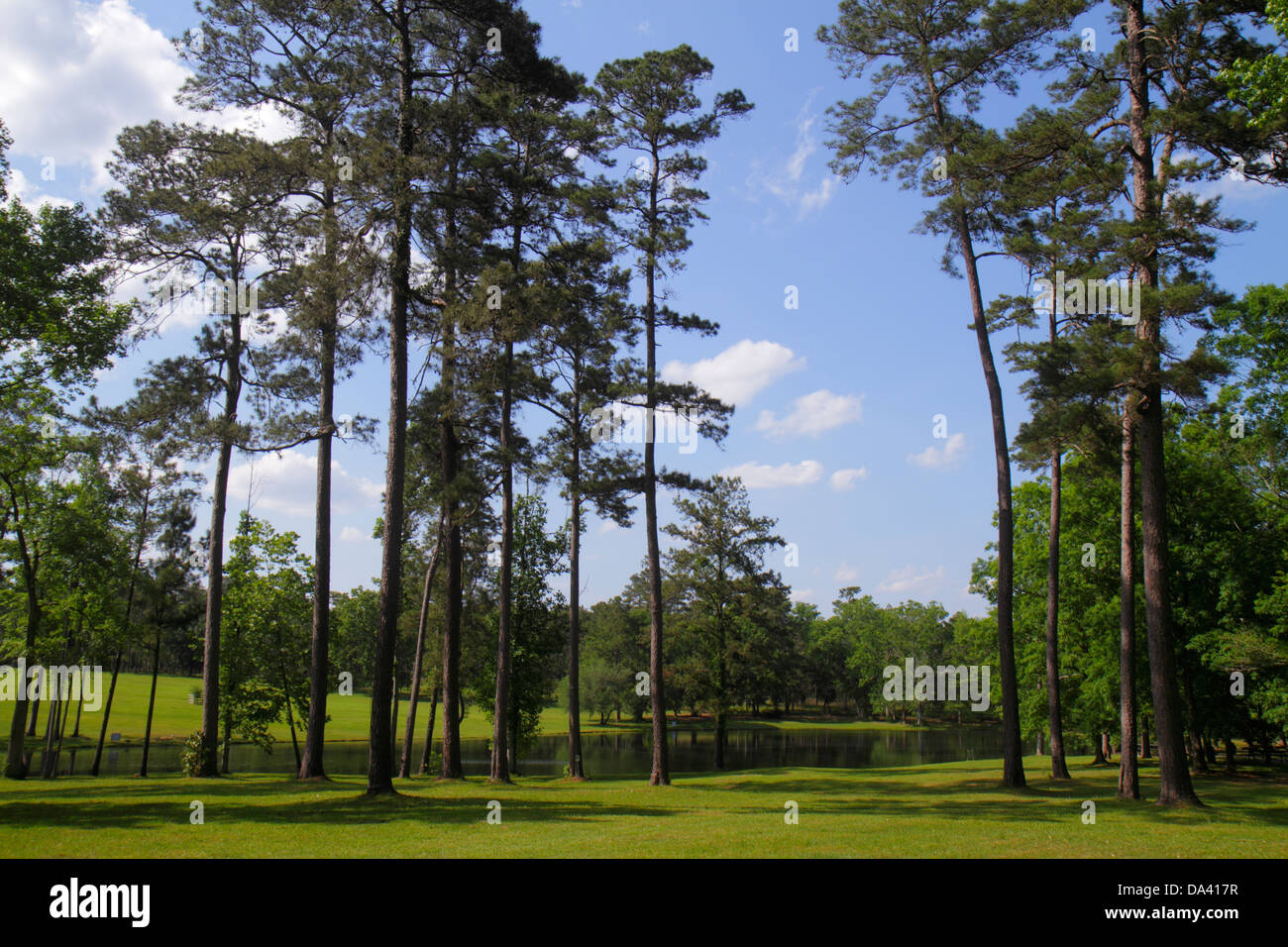 Georgia, Thomasville, Pebble Hill Plantation, Sportliches Landgut, Teich, Pinien, Natur, Natur, Landschaft, FL130427067 Stockfoto