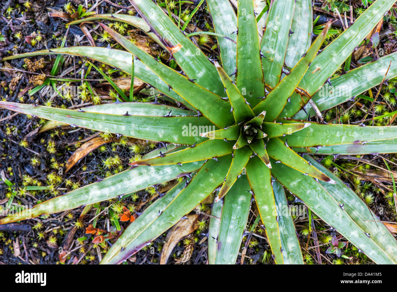 Achupalla (Puya Schloten-Herculis), Ecuador Stockfoto