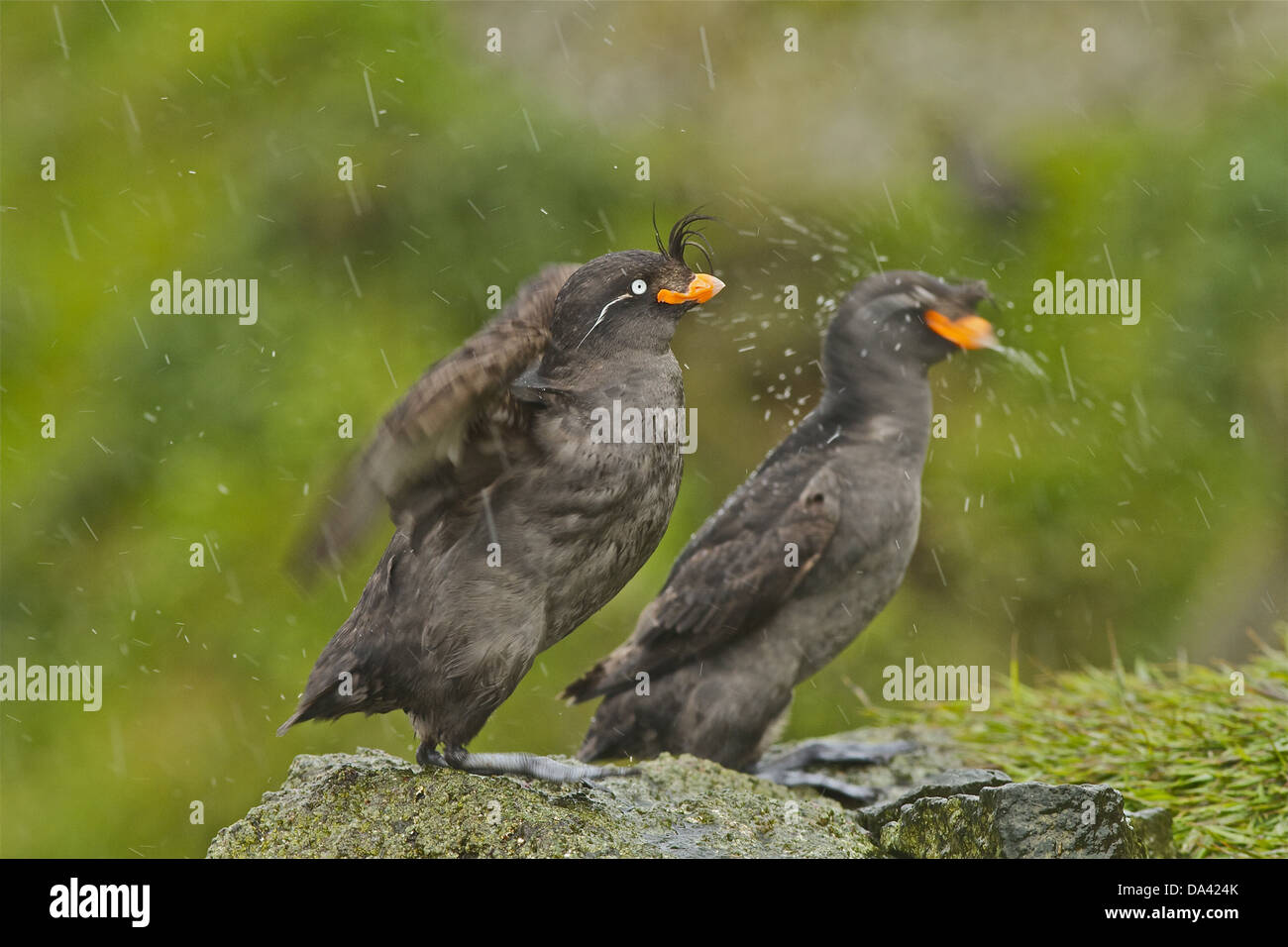 Hauben-Auklet (Aethia Cristatella) zwei Erwachsene Gefieder schütteln Wasser aus Federn, die auf Felsen bei Regen steht Zucht Stockfoto