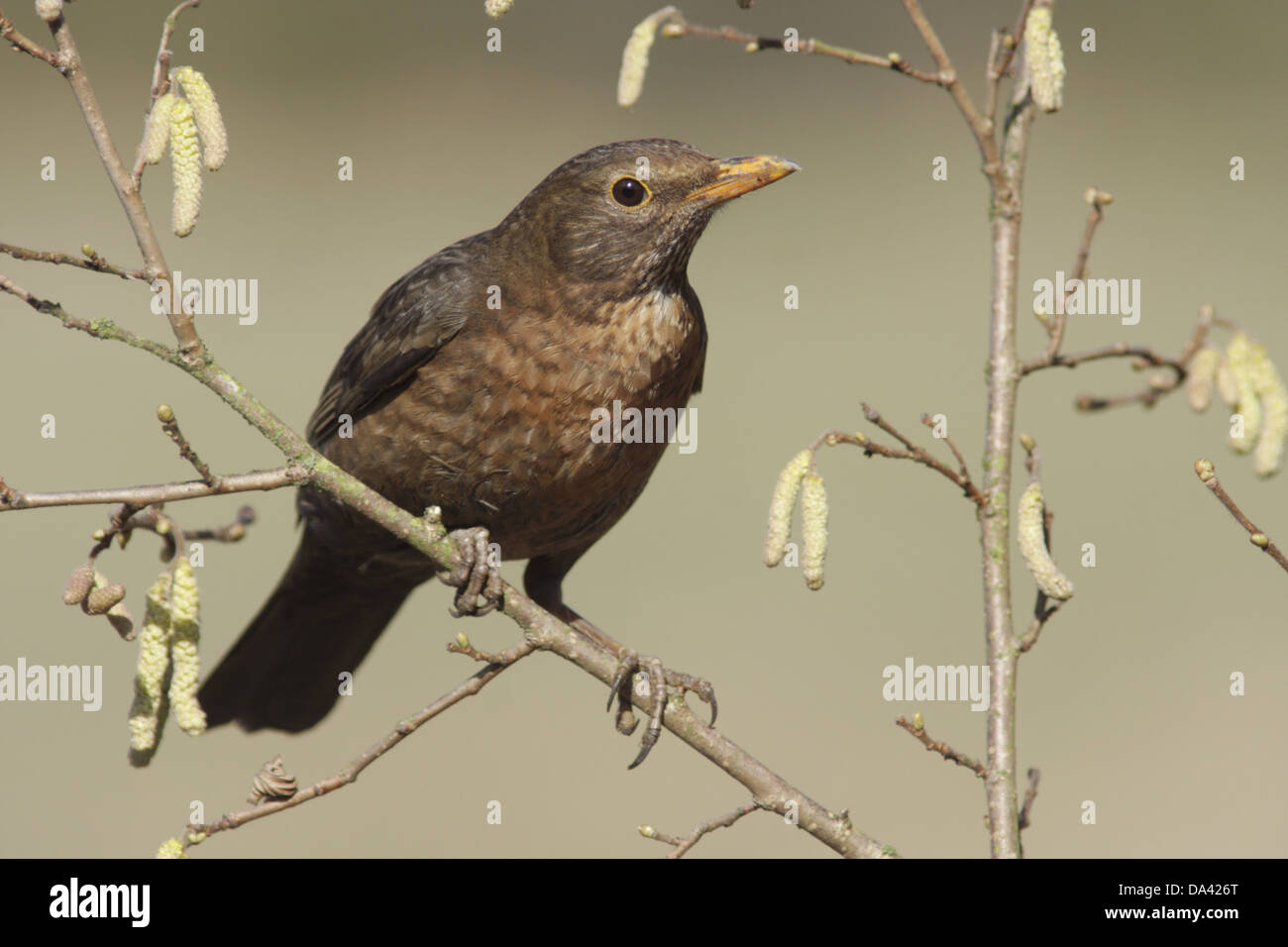 Europäische Amsel (Turdus Merula) Erwachsenfrau thront auf gemeinsame Hasel (Corylus Avellana) Zweig mit Kätzchen West Yorkshire Stockfoto