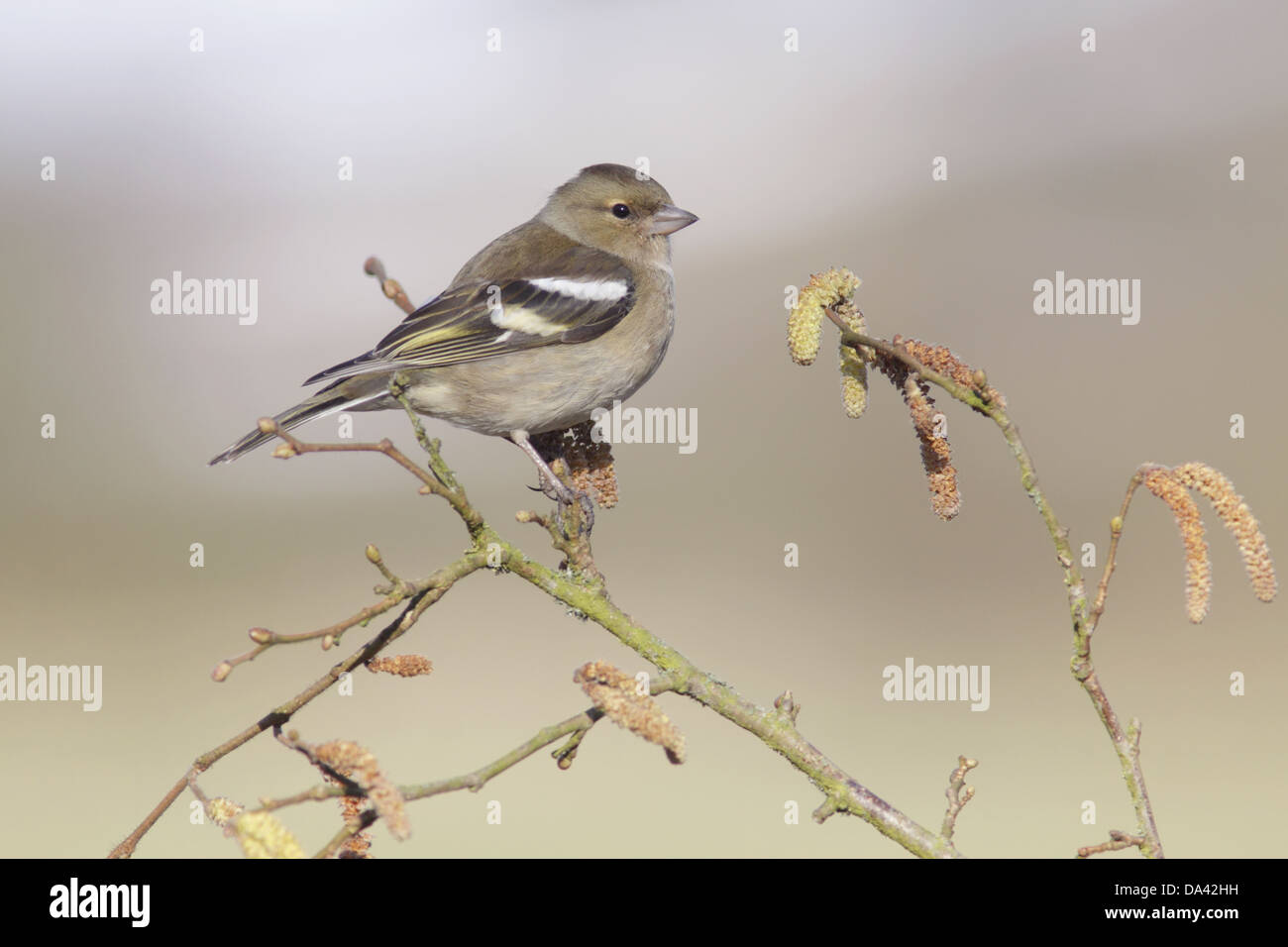 Buchfinken (Fringilla Coelebs) Erwachsenfrau thront auf gemeinsame Hasel (Corylus Avellana) Zweig mit Kätzchen West Yorkshire England Stockfoto