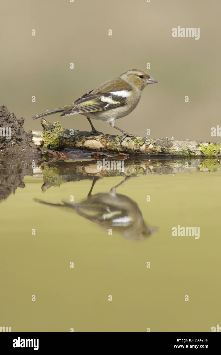 Buchfinken (Fringilla Coelebs) Erwachsenfrau gehockt Flechten bedeckt Zweig am Rand des Pools mit Reflexion West Yorkshire Stockfoto
