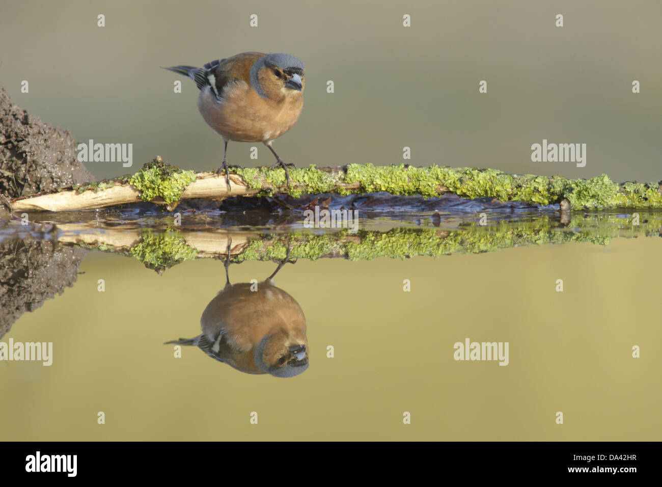 Buchfinken (Fringilla Coelebs) Männchen gehockt Flechten bedeckt Zweig am Rand des Pools mit Reflexion West Yorkshire England Stockfoto