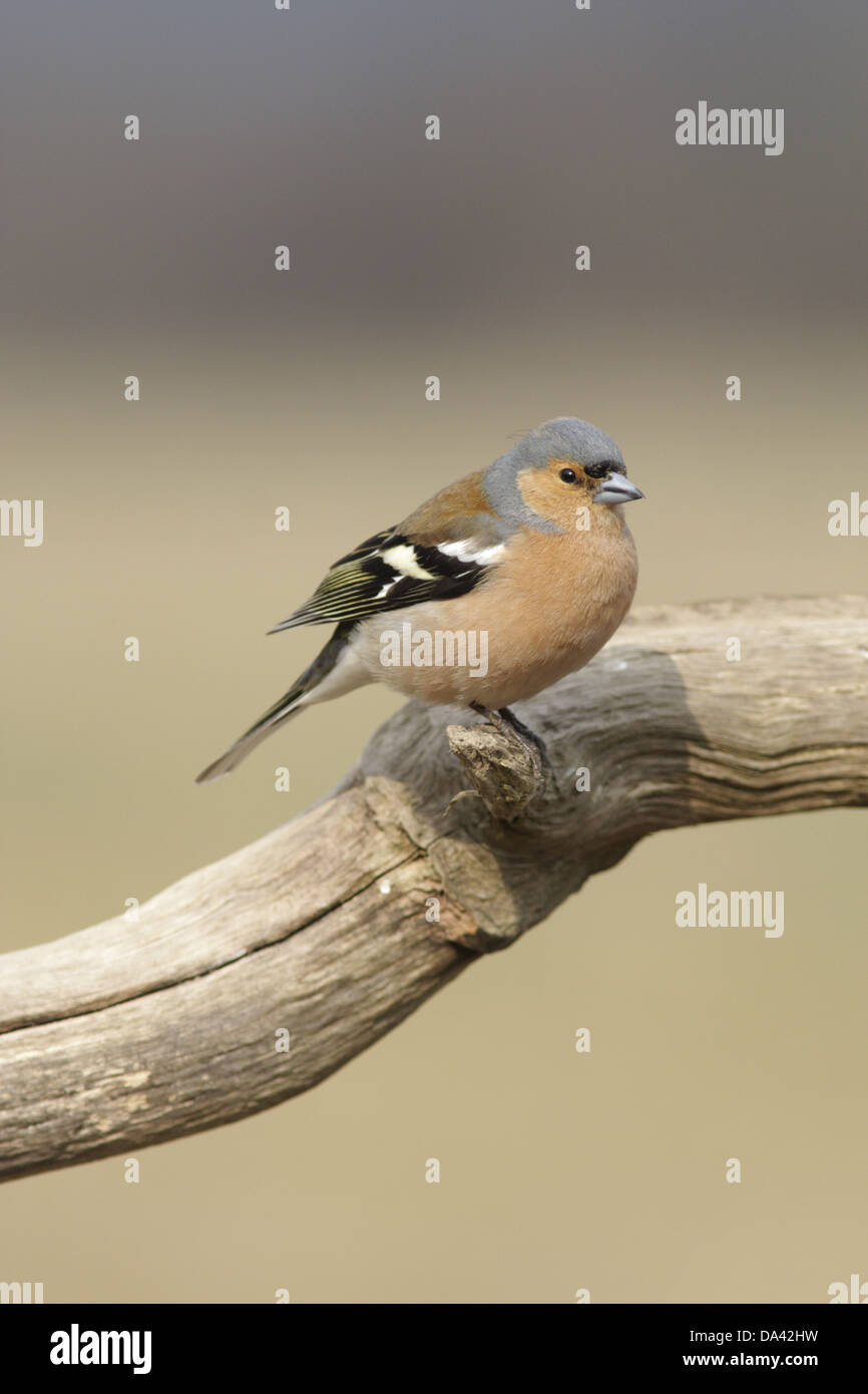 Buchfinken (Fringilla Coelebs) Männchen, thront auf Zweig, West Yorkshire, England, April Stockfoto