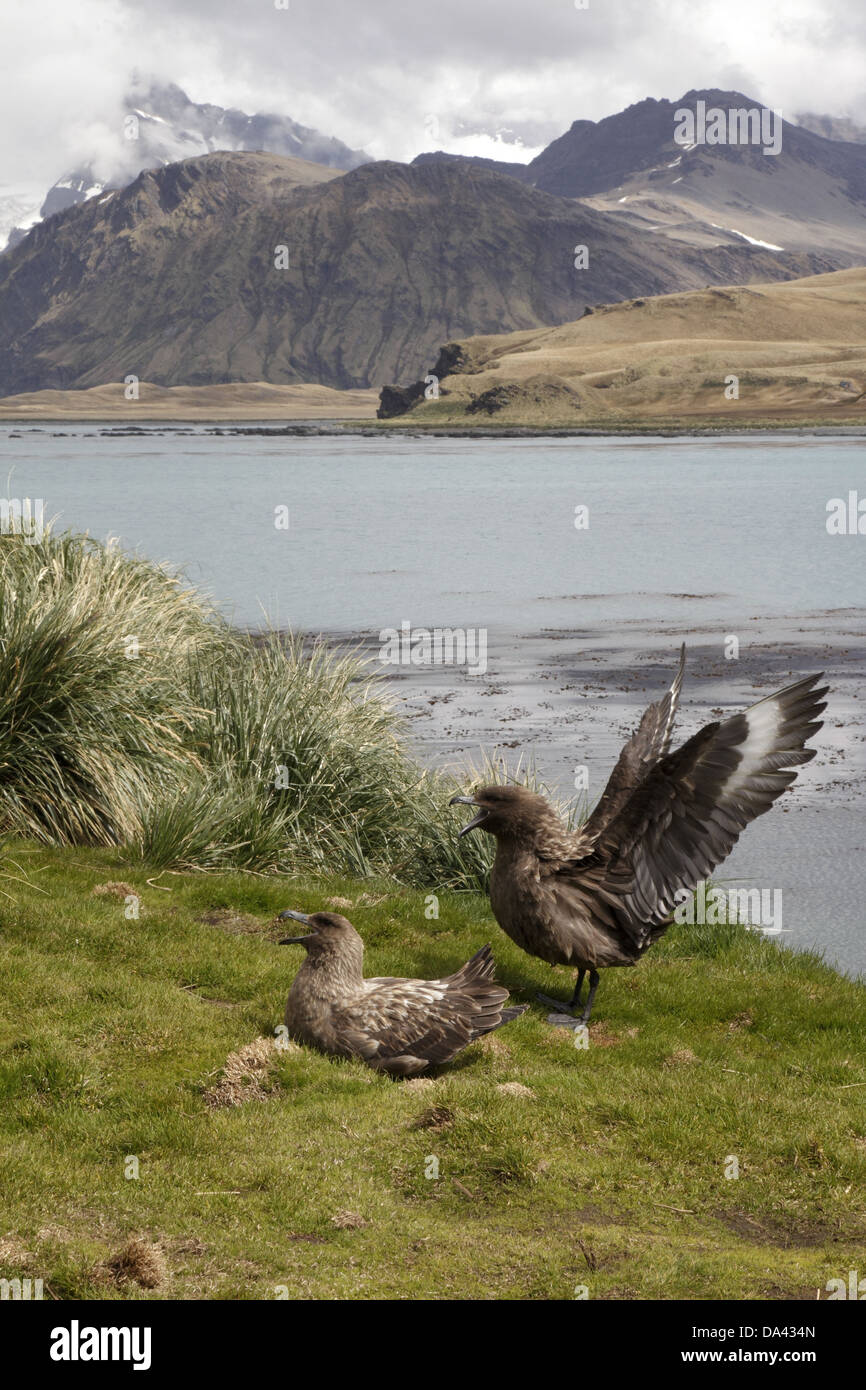 Subantarktischen Skua (Stercorarius Lonnbergi) Erwachsenen paar, Anzeige in Küsten Lebensraum Hafen Grytviken, Südgeorgien, November Stockfoto
