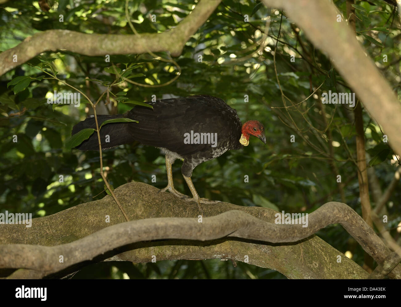 Australische Pinsel-Türkei (Alectura Lathami) Erwachsenen, zu Fuß auf Ast, Queensland, Australien, November Stockfoto