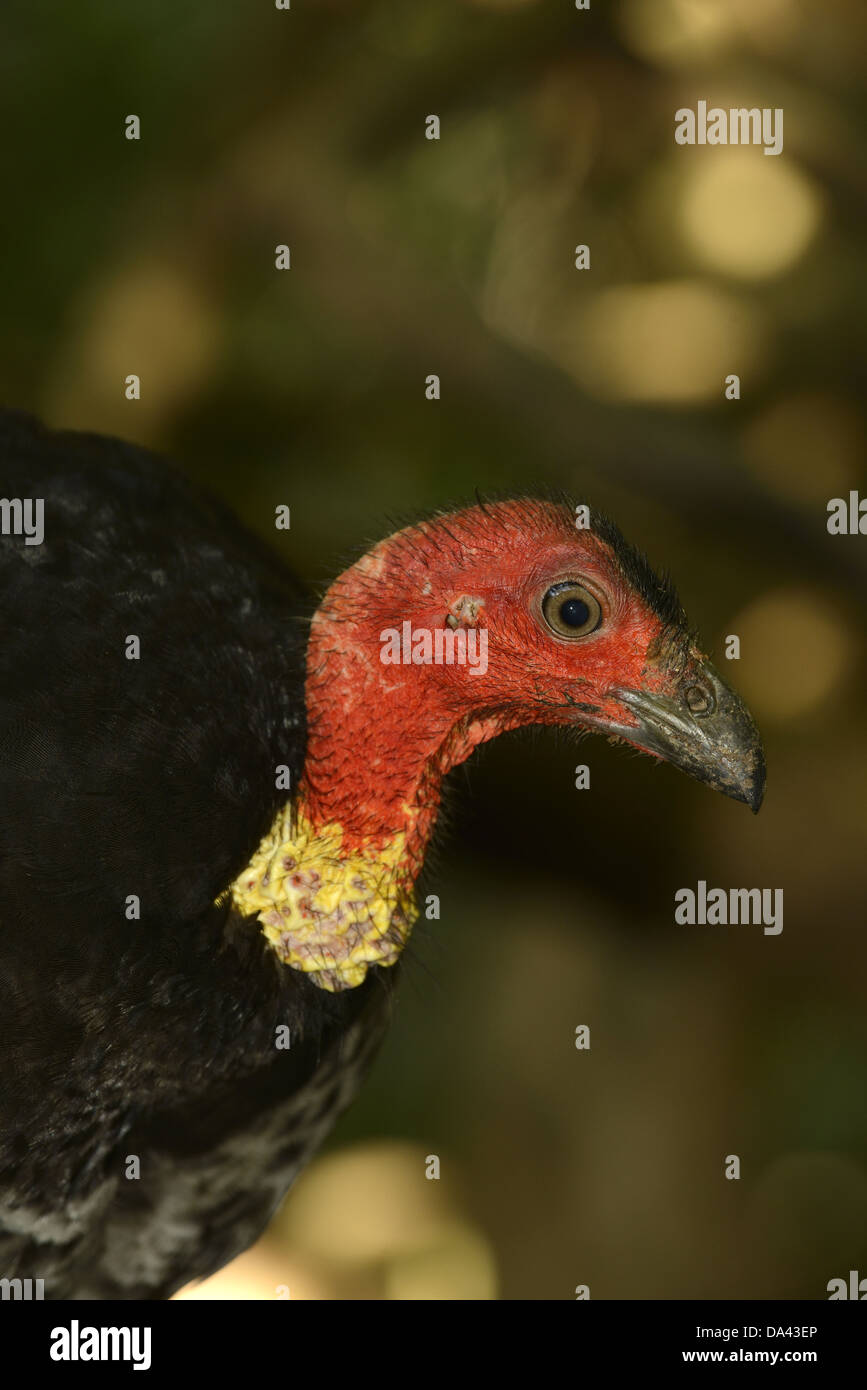 Australische Pinsel-Türkei (Alectura Lathami) Erwachsenen, close-up von Kopf und Hals, Queensland, Australien, November Stockfoto