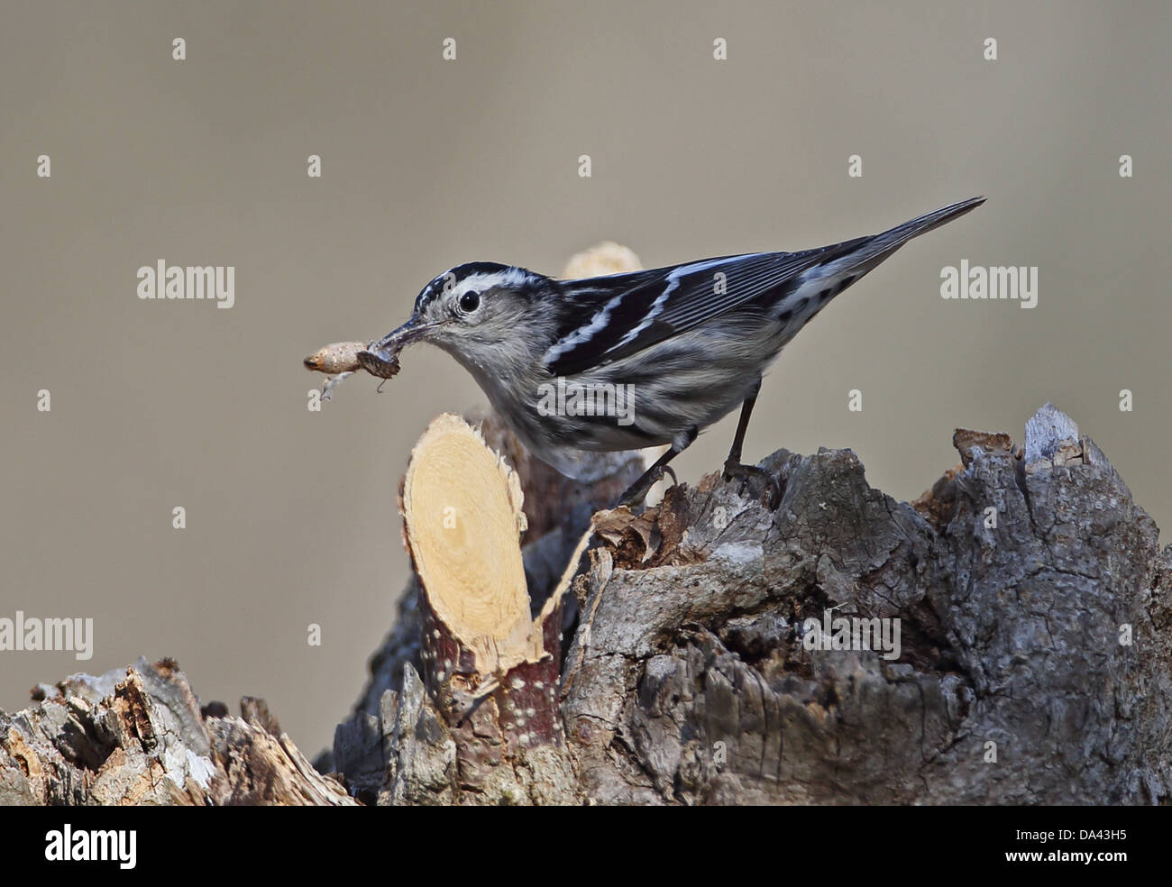 Schwarz-weiß-Grasmücke (Mniotilta Varia) Erwachsenfrau mit Motte Beute im Schnabel thront auf Baumstumpf La Belen Camaguey Provinz Kuba Stockfoto